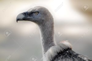 Le cou de vautour: Quésaco? 